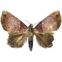 /filer/webapps/moths/media/images/L/leucopera_Achaea_AF_MCJM.jpg