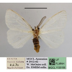 /filer/webapps/moths/media/images/U/usebia_Pteredoa_AM_MGCLa_01.JPG