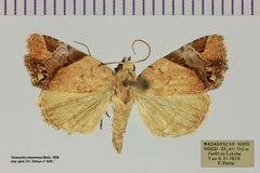Taraconica transversa