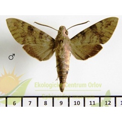 /filer/webapps/moths/media/images/X/xylina_Nephele_AM_SMCR.jpg