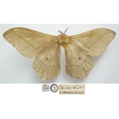 /filer/webapps/moths/media/images/F/forda_Saturnia_STM_NHMUKa_25JZ7sr.jpg