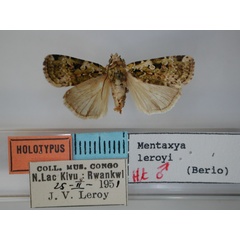 /filer/webapps/moths/media/images/L/leroyi_Mentaxya_HT_RMCA.jpg