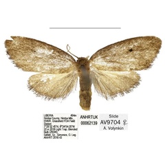 /filer/webapps/moths/media/images/N/nimba_Spatulosia_HT_ANHRT.jpg