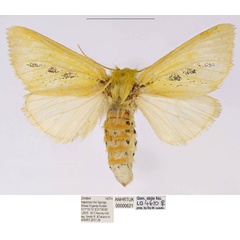 /filer/webapps/moths/media/images/I/insignata_Antheua_AF_ANHRT.jpg