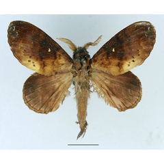 /filer/webapps/moths/media/images/A/audea_Mallocampa_AM_Basquin_01.jpg