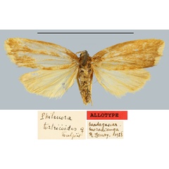 /filer/webapps/moths/media/images/T/tortricoides_Philenora_AT_MNHN.jpg