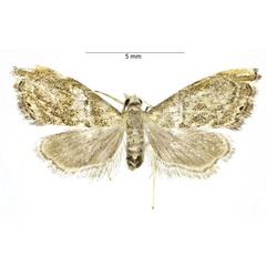 /filer/webapps/moths/media/images/O/oluloaiensis_Glaucocharis_PTF_ABSRC.jpg
