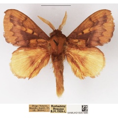 /filer/webapps/moths/media/images/O/opulenta_Ochrochroma_AM_NHMUK_03.jpg