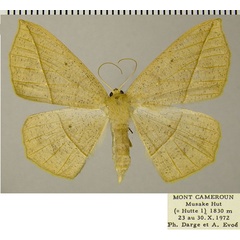 /filer/webapps/moths/media/images/L/laevigata_Psilocerea_AF_ZSM.jpg