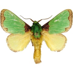 /filer/webapps/moths/media/images/U/urda_Latoia_AM_MCJM.jpg