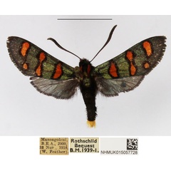 /filer/webapps/moths/media/images/B/borotsana_Arniocera_A_NHMUK_03.jpg