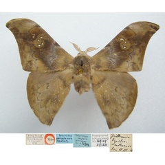 /filer/webapps/moths/media/images/T/tristis_Guillemeia_HT_BMNH.jpg