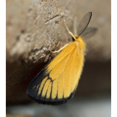 /filer/webapps/moths/media/images/P/perculta_Pseudobazisa_A_Voaden.jpg