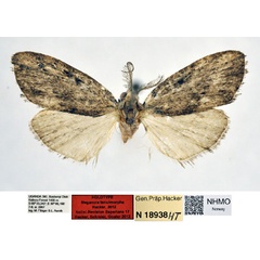 /filer/webapps/moths/media/images/T/tenuimorpha_Meganola_HT_NHMO_j2E1mDA.jpg