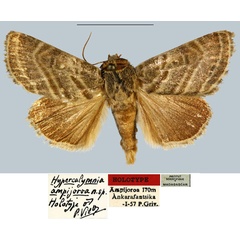 /filer/webapps/moths/media/images/A/ampijoroa_Hypercalymnia_HT_MNHN.jpg