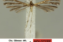 Buckleria girardi