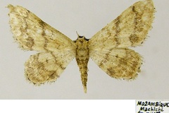 Idaea malescripta