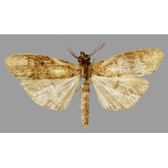 /filer/webapps/moths/media/images/P/phryganea_Scranciella_AM_MNHN.jpg