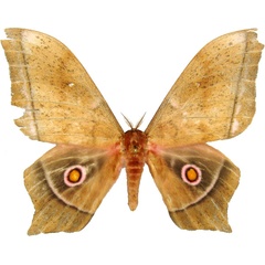/filer/webapps/moths/media/images/E/epimethea_Imbrasia_AM_MCJM.jpg