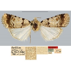 /filer/webapps/moths/media/images/C/callicora_Amphidrina_HT_MNHN.jpg