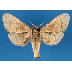 /filer/webapps/moths/media/images/A/annetteae_Haberlandia_PTF_RMCA_00VsygP.jpg