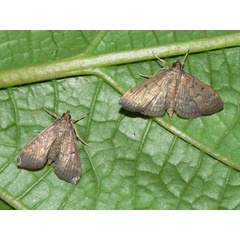 /filer/webapps/moths/media/images/P/phaeopteralis_Herpetogramma_A_Goff_03.jpg