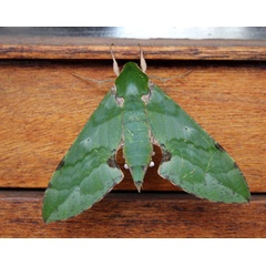 /filer/webapps/moths/media/images/M/megaera_Euchloron_A_VanRensburg.jpg
