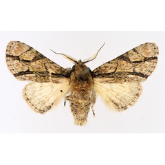 /filer/webapps/moths/media/images/F/fasciata_Thiacidas_AF_TMSA_02.jpg