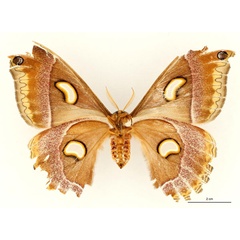 /filer/webapps/moths/media/images/O/oberprieleri_Epiphora_AT_RBINS_02.jpg