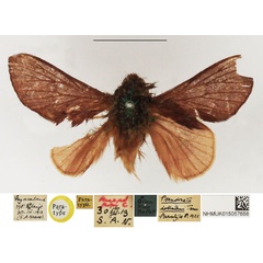 /filer/webapps/moths/media/images/D/dollmani_Pseudometa_PTM_NHMUK_02.jpg