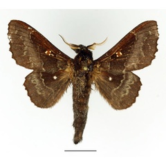 /filer/webapps/moths/media/images/A/audeoudi_Mimopacha_AM_Basquin_03.jpg