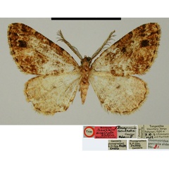 /filer/webapps/moths/media/images/A/aculeata_Boarmia_HT_ZSMa.jpg