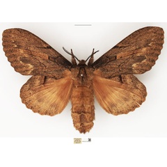 /filer/webapps/moths/media/images/W/wahlbergi_Metajana_AF_NHMUK_02.jpg