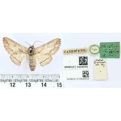 /filer/webapps/moths/media/images/C/canescens_Cortyta_HT_BMNH.jpg