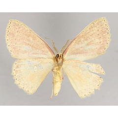 /filer/webapps/moths/media/images/M/misella_Cyclophora_A_ZSM_02.jpg