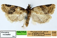 Josefrazowskia recondita