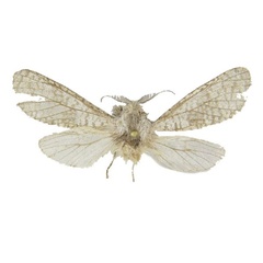 /filer/webapps/moths/media/images/G/gurkoi_Acosma_HT_ZSM.jpg