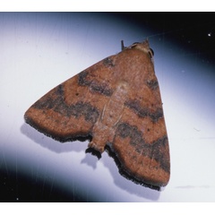 /filer/webapps/moths/media/images/S/subrubens_Eutelia_A_Roland_04.jpg