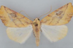 Terpnostola chitipensis