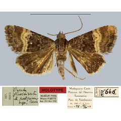 /filer/webapps/moths/media/images/P/postfuscata_Ozarba_HT_MNHN.jpg