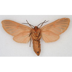 /filer/webapps/moths/media/images/V/venosa_Metarctia_HT_HDOU_02.jpg