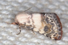 Eublemma scitula