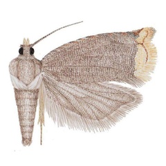 /filer/webapps/moths/media/images/A/auromarginea_Simpligena_PTF_NHMO.jpg