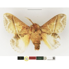 /filer/webapps/moths/media/images/K/koellikerii_Eucraera_PTM_NHMUK.jpg