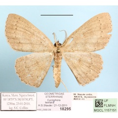 /filer/webapps/moths/media/images/L/leonaria_Cyclophora_A_MGCLa_01.jpg