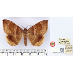 /filer/webapps/moths/media/images/H/hypopolia_Achaea_HT_BMNH.jpg