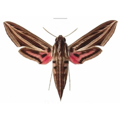 /filer/webapps/moths/media/images/O/osiris_Hippotion_AF_EMEM.jpg