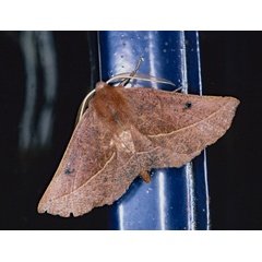 /filer/webapps/moths/media/images/V/villaria_Drepanogynis_A_Roland_01.jpg