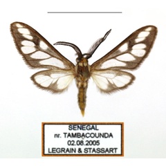 /filer/webapps/moths/media/images/N/negus_Thyretes_AM_Legrain_02.jpg