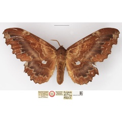 /filer/webapps/moths/media/images/J/jordani_Mimopacha_AT_NHMUK.jpg